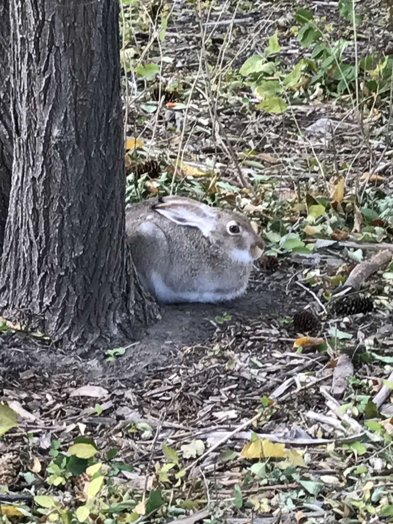 Image of White-tailed Jackrabbit