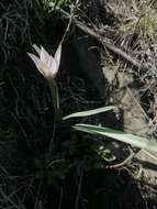 Image de Tulipa sylvestris subsp. australis (Link) Pamp.