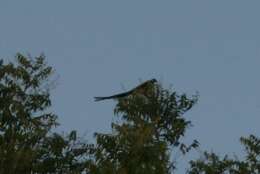 Image of Sahel Paradise Whydah