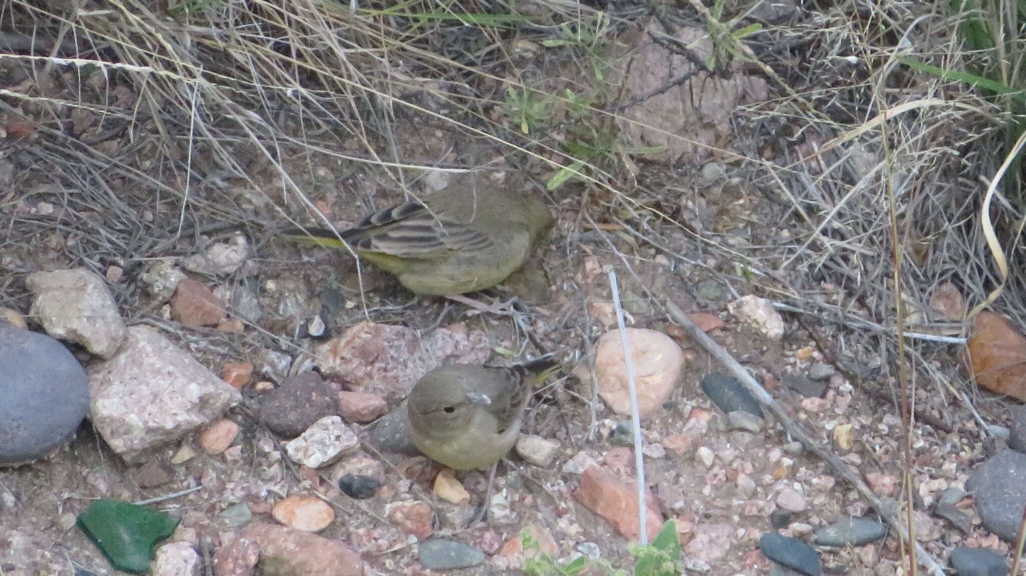 Image of Monte Yellow Finch