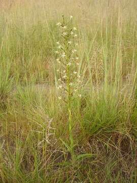 Habenaria nyikana Rchb. fil.的圖片