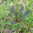 Image of Pedicularis nordmanniana Bunge