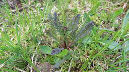 Image de Pedicularis nordmanniana Bunge