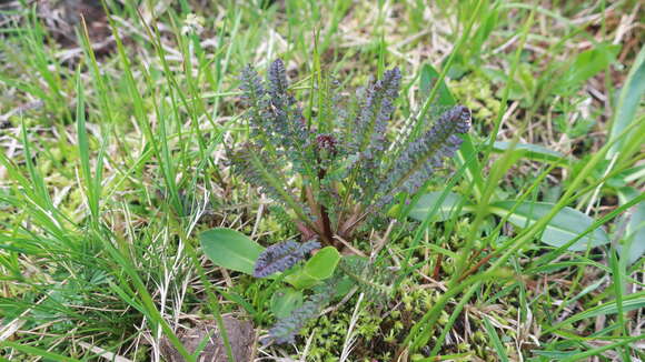 Image of Pedicularis nordmanniana Bunge