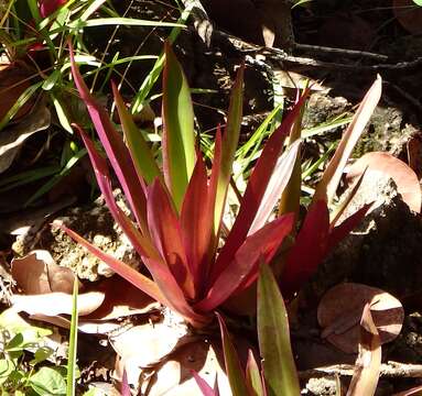 Image of Boat-Lily