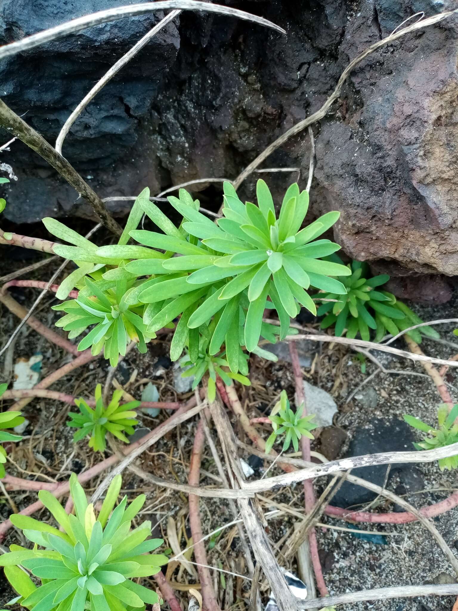 Слика од Euphorbia azorica Hochst.