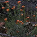 Image of Mirbelia confertiflora Pedley