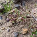 Imagem de Hydrocotyle callicarpa Bunge