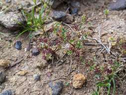 Imagem de Hydrocotyle callicarpa Bunge