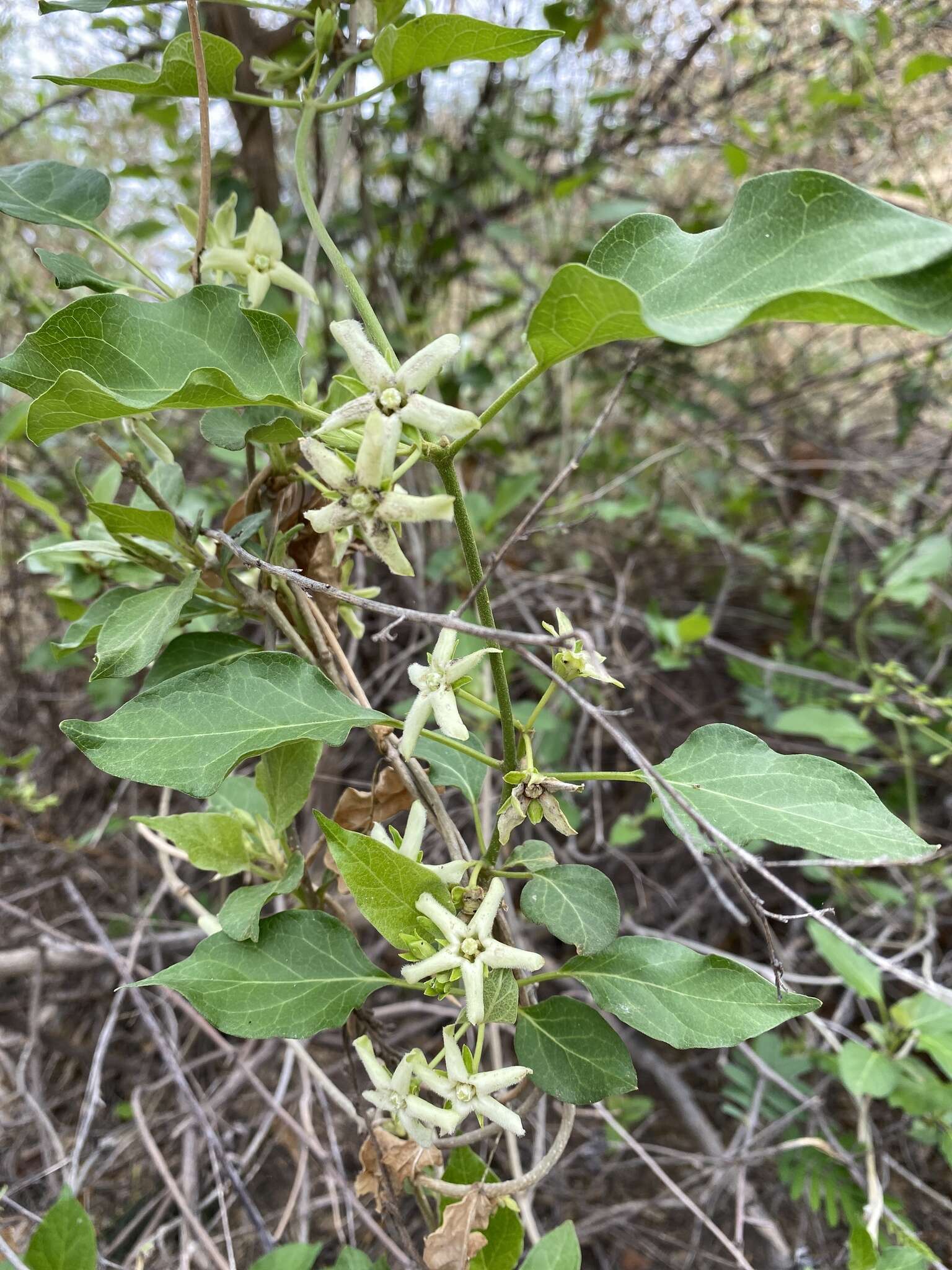 صورة Marsdenia rubicunda (K. Schum.) N. E. Br.