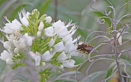 Image of Eucera gracilipes Pérez 1895