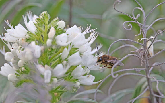 Слика од Eucera gracilipes Pérez 1895