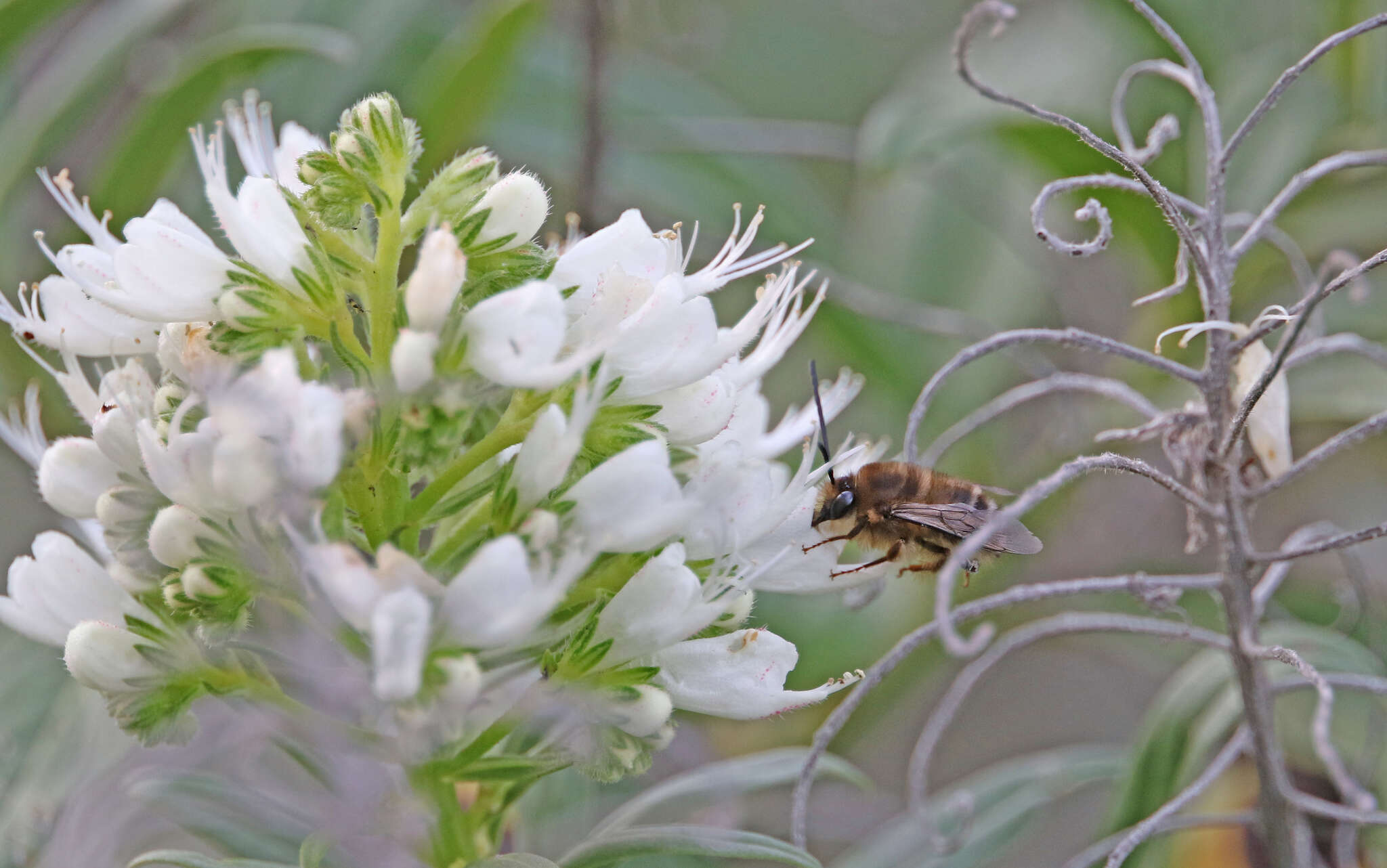 Image of Eucera gracilipes Pérez 1895