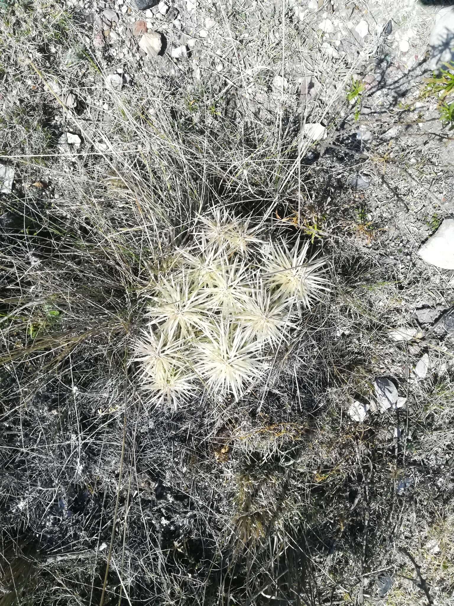 Image of thistle cholla