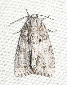 Acronicta retardata Walker 1861的圖片