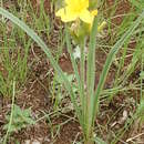 Image of Hypoxis rigidula Baker