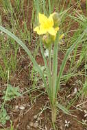 Image of Hypoxis rigidula Baker