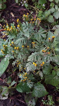 Imagem de Tagetes foetidissima Hort. ex DC.