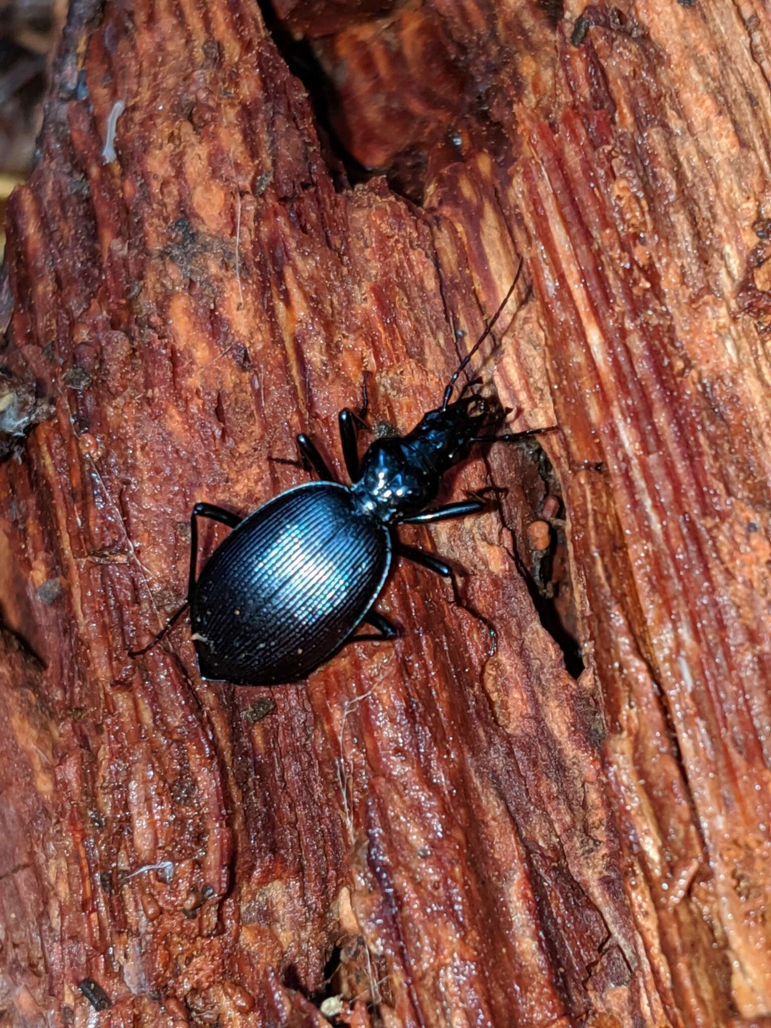 Image of Scaphinotus (Neocychrus) angulatus (T. W. Harris 1839)