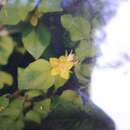 Image of Japanese yellow loosestrife