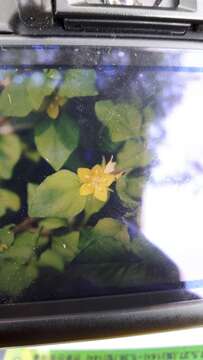 Image of Japanese yellow loosestrife