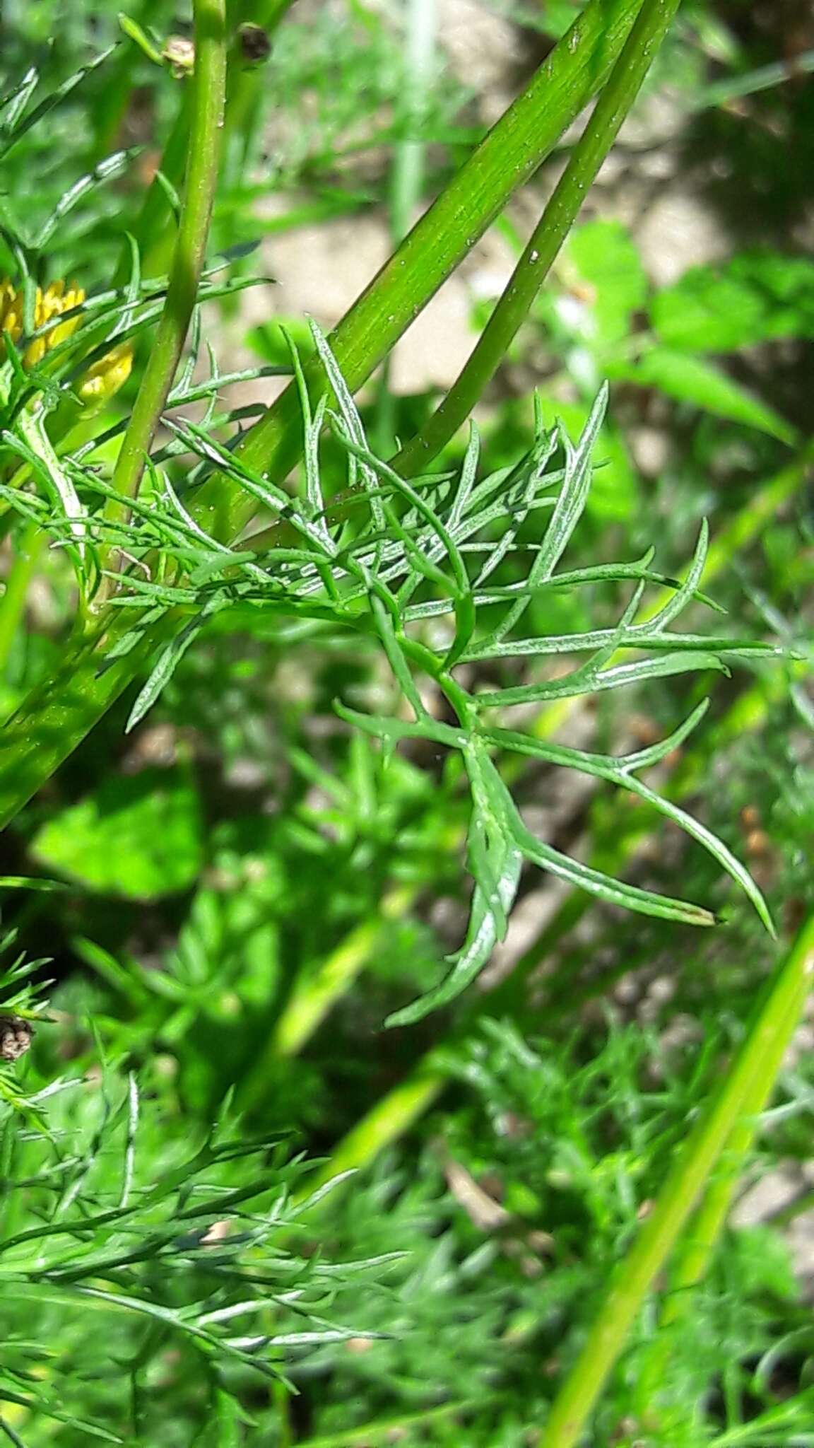 Image of Jacobaea adonidifolia (Loisel.) Pelser & Veldkamp