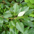Sivun Populus longifolia kuva