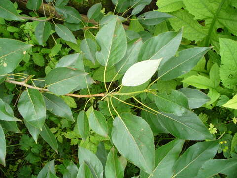 Image of Populus longifolia