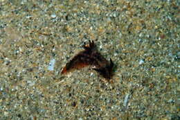 Image of Polycera melanosticta M. C. Miller 1996