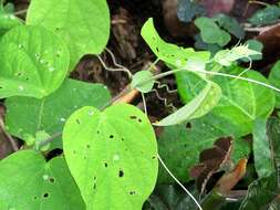 Imagem de Passiflora oerstedii Mast.