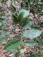 Image de Mystroxylon aethiopicum subsp. schlechteri (Loes.) R. H. Archer