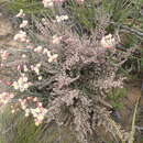 Image of Erica vallis-fluminis E. G. H. Oliver