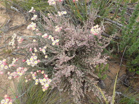 Image of Erica vallis-fluminis E. G. H. Oliver