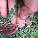 Image of Astragalus schizopterus Boiss.