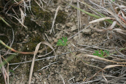 Image of Marsilea schelpeana Launert