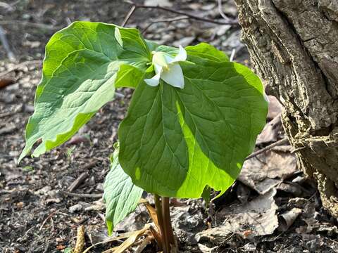 Image of Trillium tschonoskii Maxim.