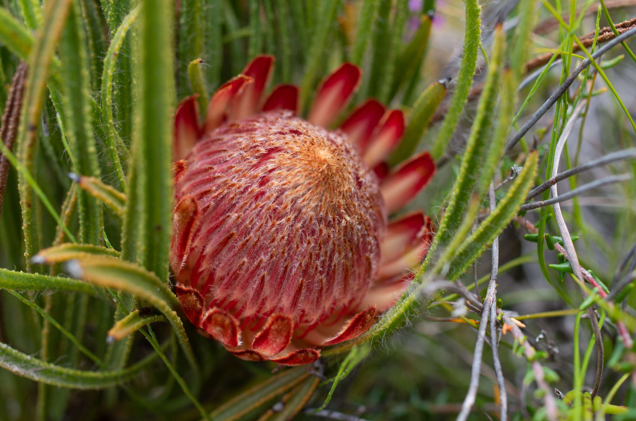 Image de Protea denticulata Rourke