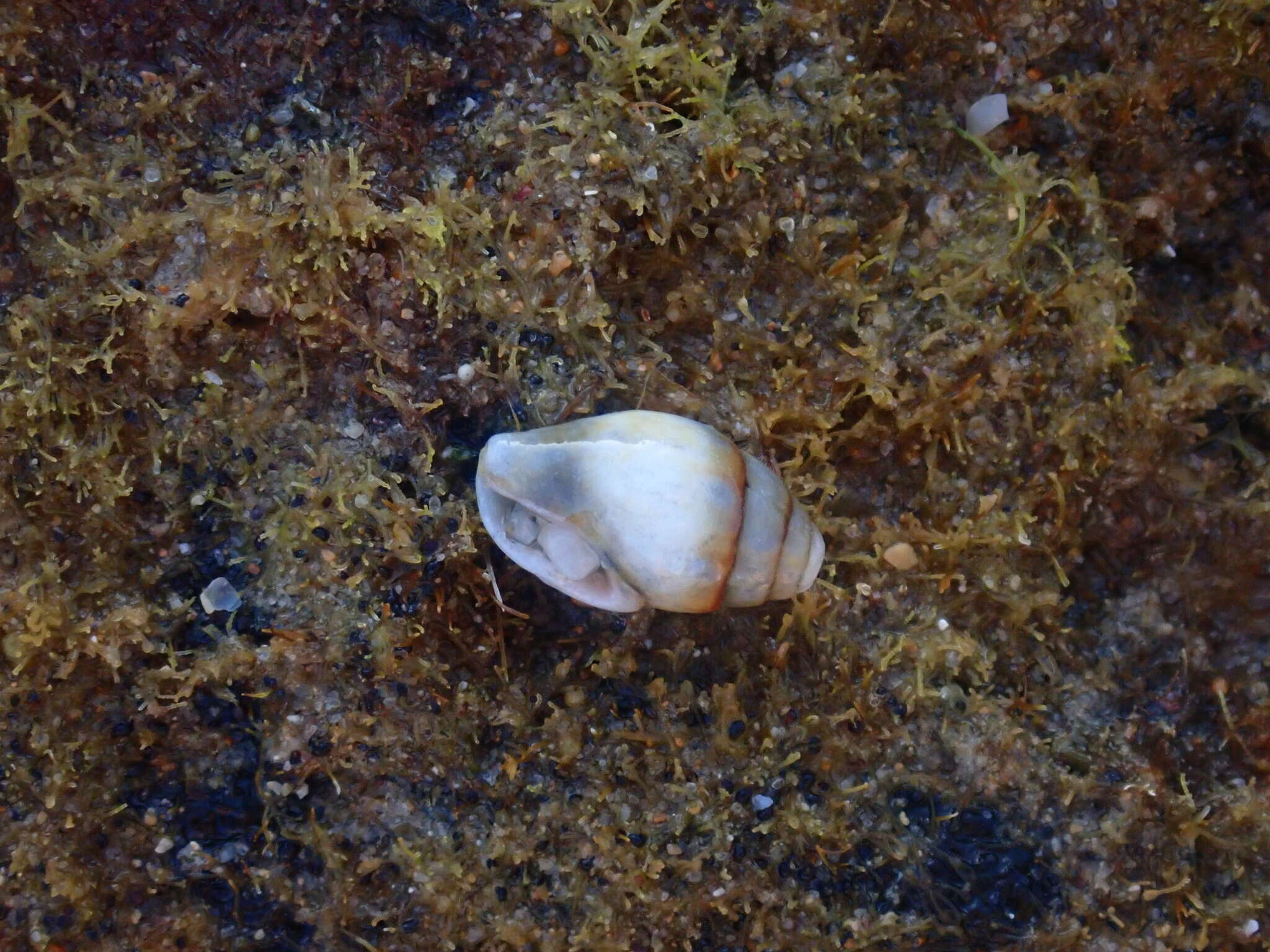 Image of yellow dovesnail