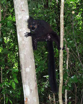 Image of Black Lemur