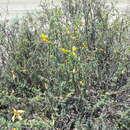 Image of Caragana grandiflora (M. Bieb.) DC.