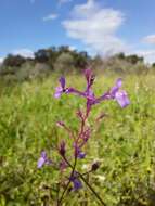 Image of crimson toadflax