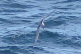 Image of fork-tailed storm-petrel