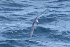 Image of fork-tailed storm-petrel