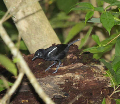 Image of Glossy Antshrike