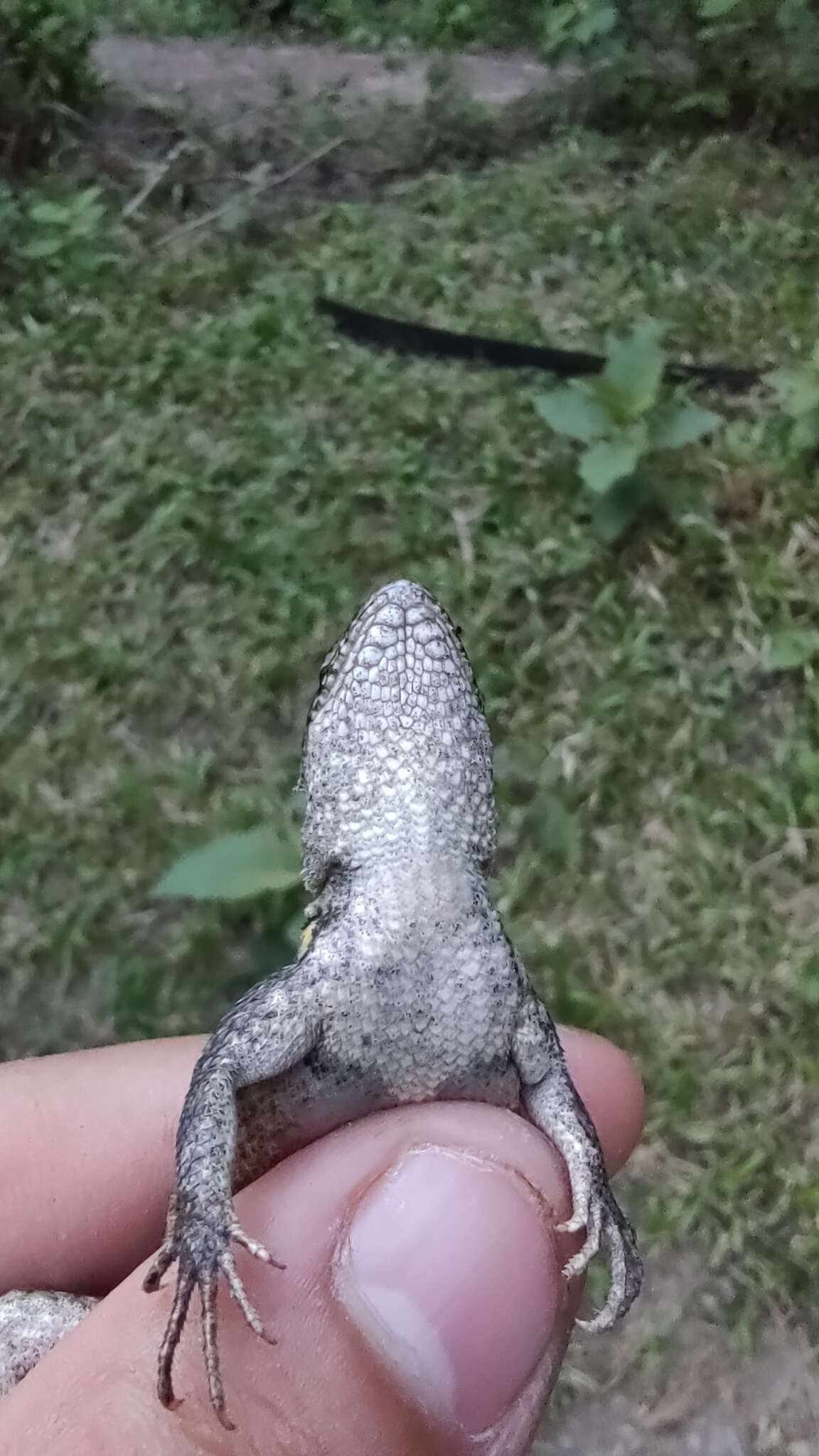 Image of Teapen Rosebelly Lizard