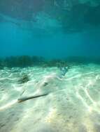 Image of Common Shovelnose Ray