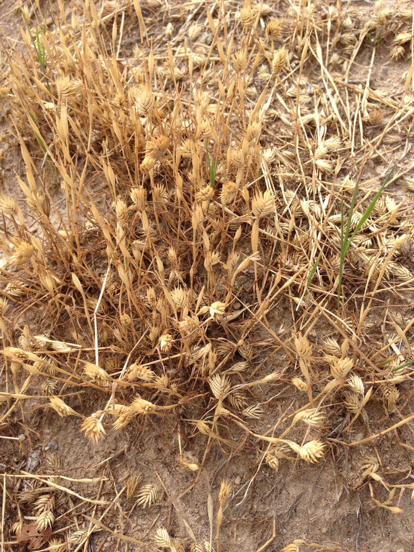 Imagem de Eremopyrum triticeum (Gaertn.) Nevski