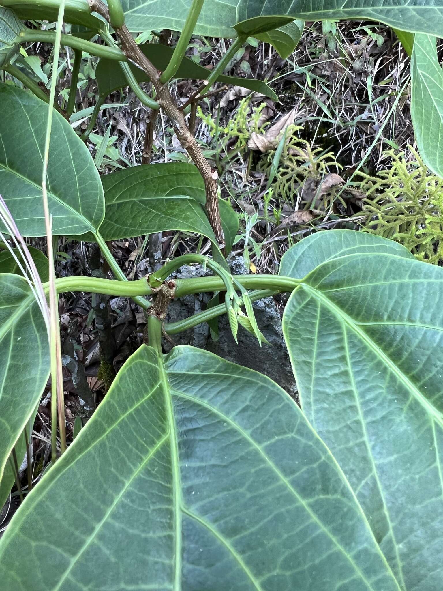 Image de Passiflora arborea Spreng.