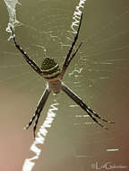 Image of Oval St Andrew's Cross Spider