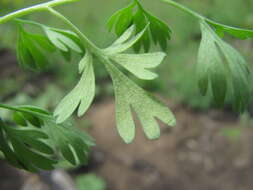 Image of Peronospora affinis